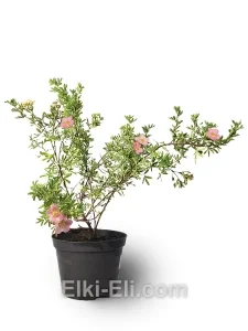 Лапчатка кустарниковая Lovely Pink, фото