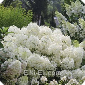 Гортензия метельчатая Hercules, фото Гортензия метельчатая Hercules, фото