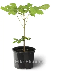 Каштан конский, фото