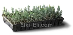 Можжевельник скальный Блю Айвори (мультиплата), фото