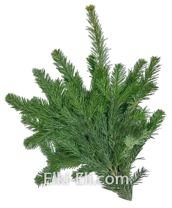 Лапник Пихты Нордмана для украшения, фото