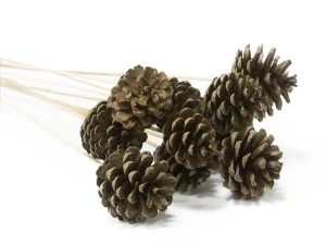 Маленькая сосновая шишка на палочке, фото
