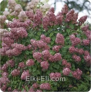 Гортензия метельчатая Magical Fire, фото