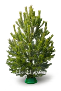 Сосна обыкновенная, живая сосна обыкновенная для Нового года, фото Сосна обыкновенная, живая сосна обыкновенная для Нового года, фото