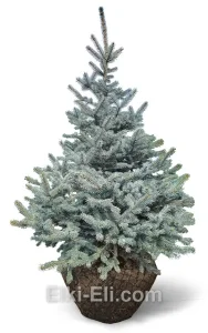Ель колючая Фат Альберт, живое новогоднее дерево для высадки, фото
