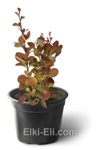 Барбарис Тунберга Orange Rocket, фото