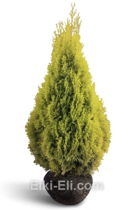 Туя западная Европа голд, фото