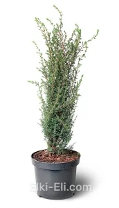 Можжевельник обыкновенный Arnold в горшке , фото