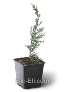Можжевельник виргинский Glauca в горшке, фото