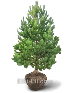 Сосна обыкновенная, фото