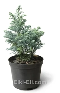 Кипарисовик горохоплодный Булевард в горшке, фото