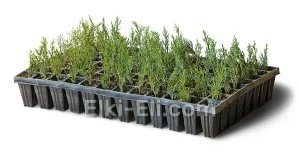 Можжевельник средний Mint Julep (мультиплата), фото