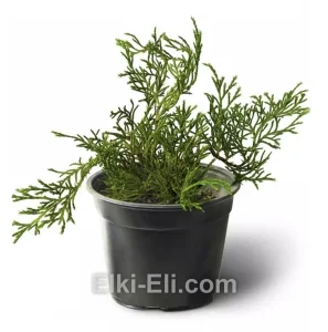 Микробиота перекрестнопарная, фото