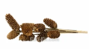 Шишка ели на палочке , фото