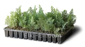 Кипарисовик Лавсона (мультиплата), фото