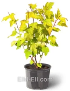 Пузыреплодник калинолистный Dart's Gold в горшке, фото