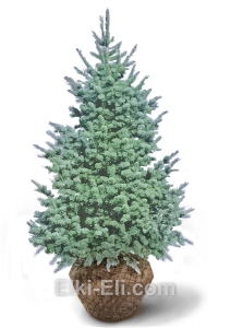Пихта Одноцветная Конколор, фото