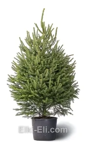 Ель норвежская, живое новогоднее дерево в емкости (горшке), фото
