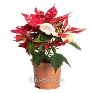 Пуансеттия (красная с белыми пятнами), фото