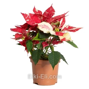 Пуансеттия (красная с белыми пятнами), фото