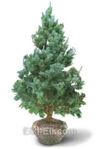 Сосна голубая глаука, живое новогоднее дерево для высадки, фото
