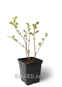 Спирея Аргута, фото