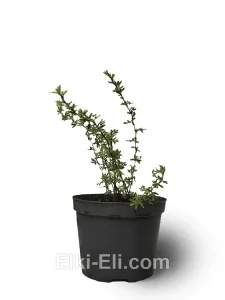 Лапчатка кустарниковая Marian Red Robin, фото