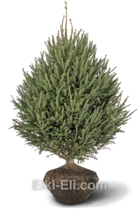 Ель Норвежская, фото