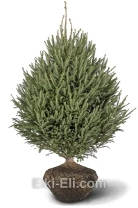 Ель норвежская, живое новогоднее дерево для высадки, фото
