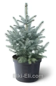Ель колючая голубая настольная, фото