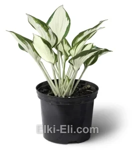 Хоста Fire & Ice в горшке, фото