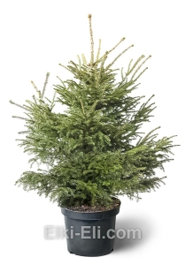Ель кавказская в горшке, фото