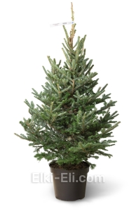 Пихта Фразера в горшке, фото Пихта Фразера в горшке, фото