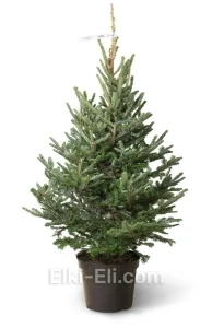 Пихта фразера, живое новогоднее дерево в емкости (горшке), фото