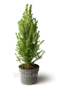 Ель Канадская Коника в горшке, фото