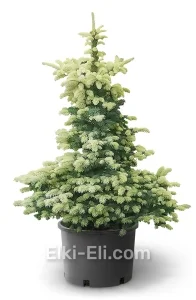 Ель Биалобок в горшке, фото