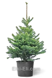 Пихта скандинавская, живое новогоднее дерево в емкости (горшке), фото
