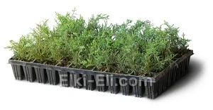 Можжевельник средний Голдкиссен (мультиплата), фото