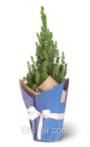 Ель Коника в упаковке, фото