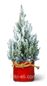 Ель Коника подарочная "Снежная", фото
