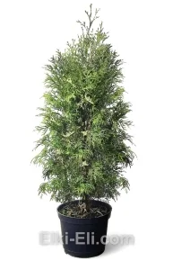 Туя западная Starstruck в горшке, фото