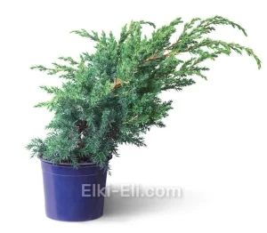 Можжевельник чешуйчатый Blue Swede в горшке, фото