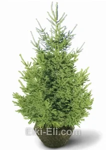 Ель сибирская, живое новогоднее дерево для высадки, фото
