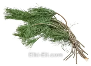 Лапник Сосны Орегонской, фото