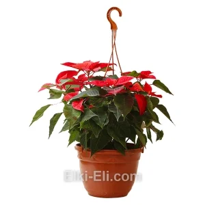 Пуансеттия красная в подвесном кашпо, фото