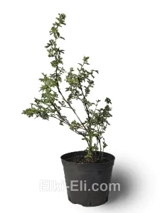 Лапчатка кустарниковая Snowflake, фото