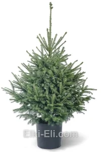 Ель сербская, живое новогоднее дерево в емкости (горшке), фото

