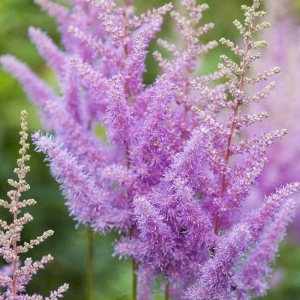 Астильба Арендса Аметист в горшке, фото