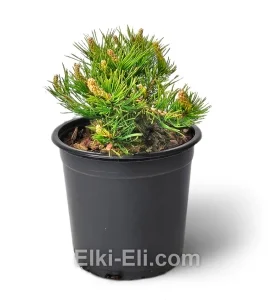 Сосна горная Мугус, фото