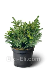 Ель сербская Karel (Карел) в горшке, фото